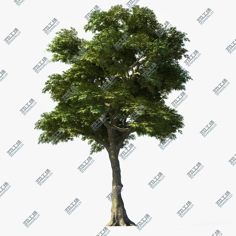images/goods_img/20210313/Ash Tree/1.jpg